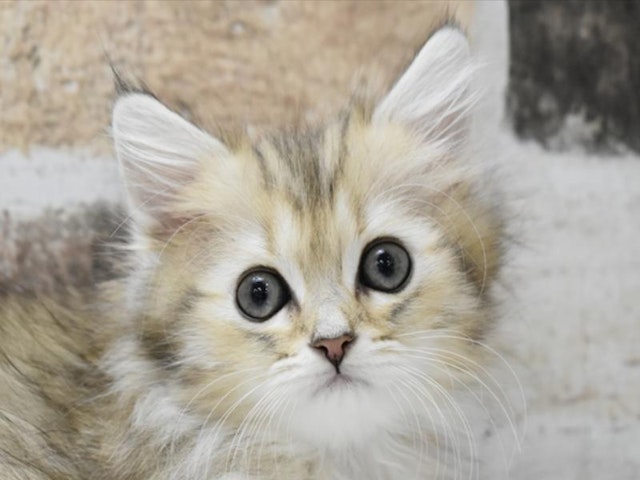 広島県のミヌエット (ペッツワン広島LECT店/2024年2月28日生まれ/女の子/ブラウンタビー)の子猫